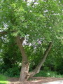افرای سیاه